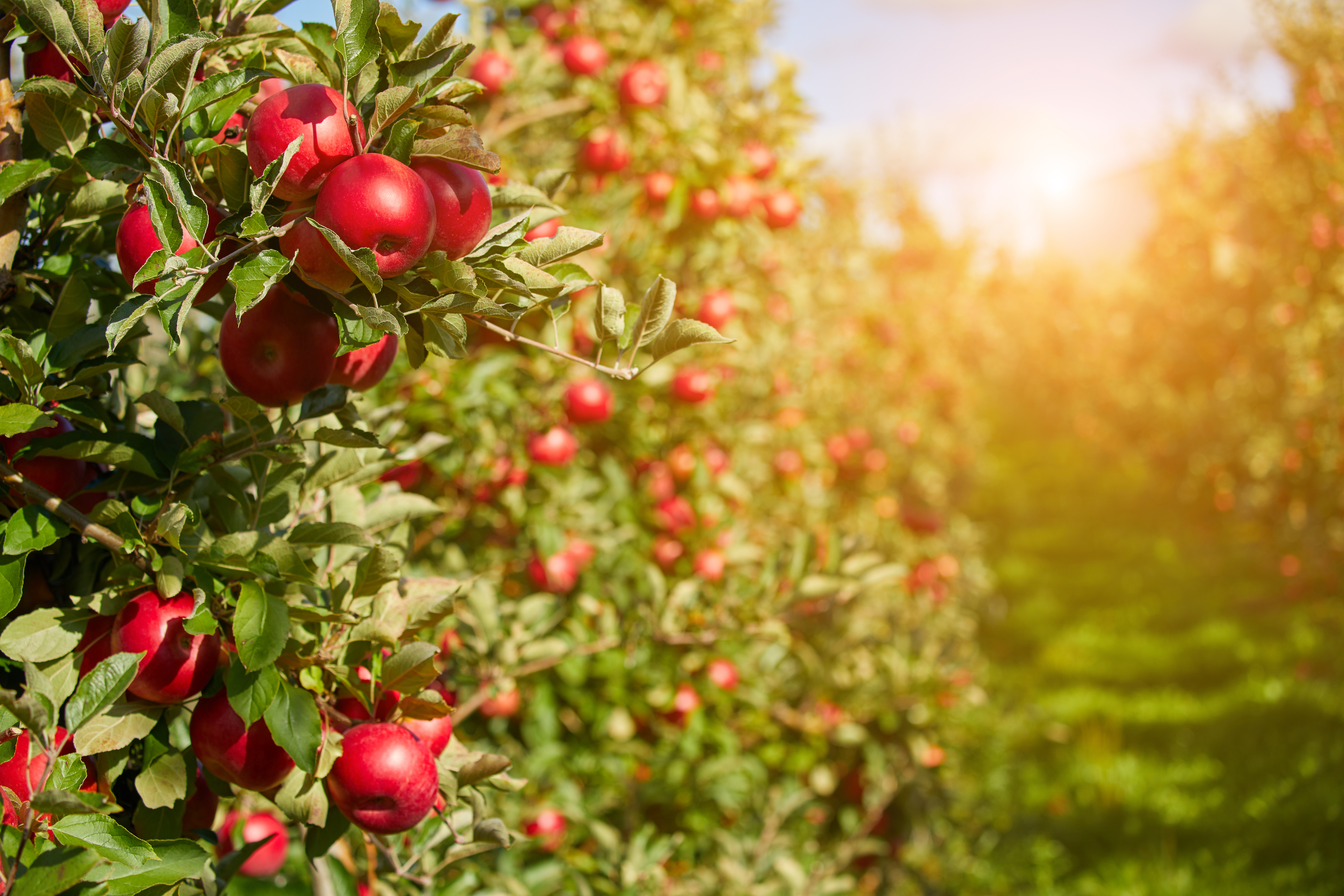 Rouse - Key Insights from Recent SPC Rulings on Plant Variety Rights ...